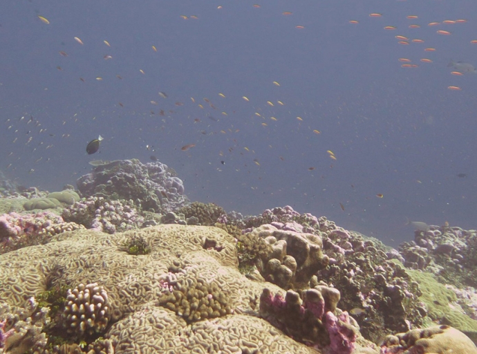 Digital Reefs Awarded $5 million in Funding from NSF