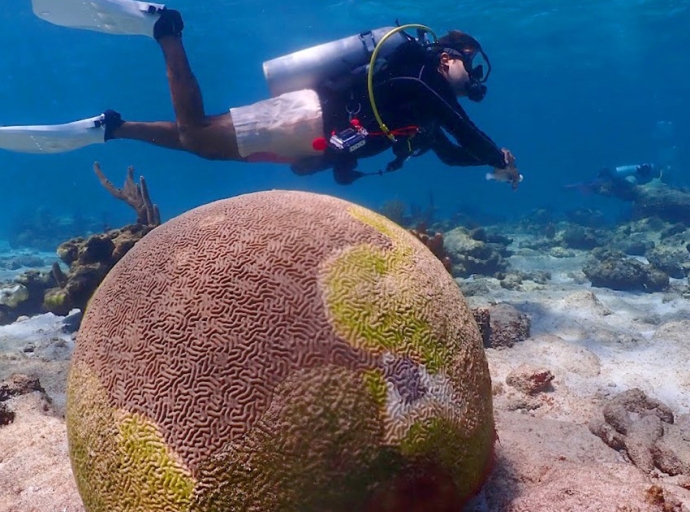 NOAA Releases Stony Coral Disease Response Plan