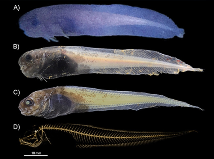 A New Species of Deep-Sea Fish Discovered in the Atacama Trench