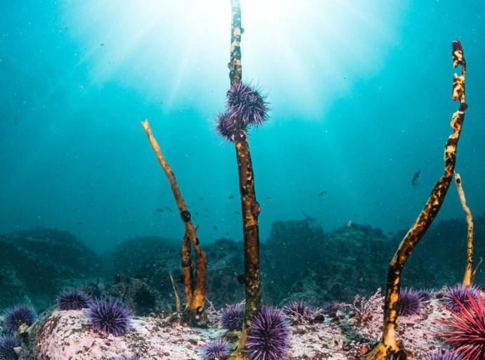 New Study Uncovers Unprecedented Declines in Iconic Kelp Forests along Monterey Peninsula, with Glimmers of Hope in Oregon and Mexico