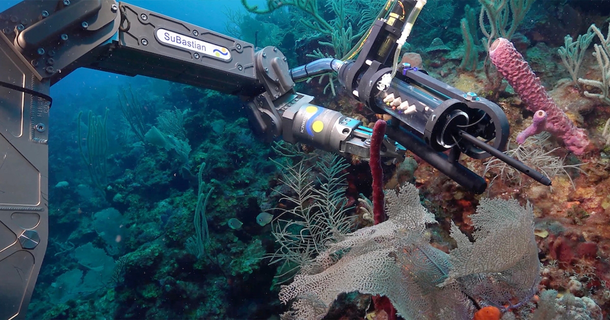 Scientists Use New Technology to Examine Health of Puerto Rican Deep-Sea Corals