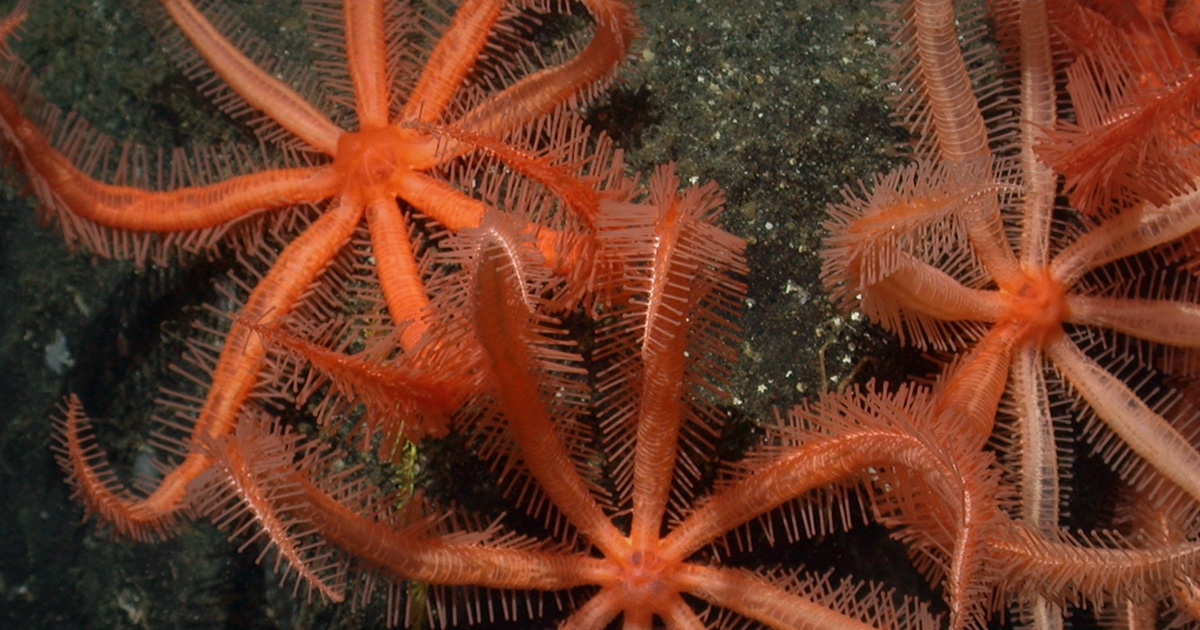Researchers Outline Best Practices for Understanding Life on the Ocean’s Vast Seafloor