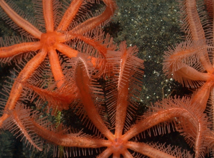 Researchers Outline Best Practices for Understanding Life on the Ocean’s Vast Seafloor