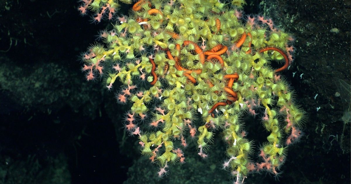 Scientists Discover Healthy Deep-Sea Coral Reef and New Seamounts in the Galápagos