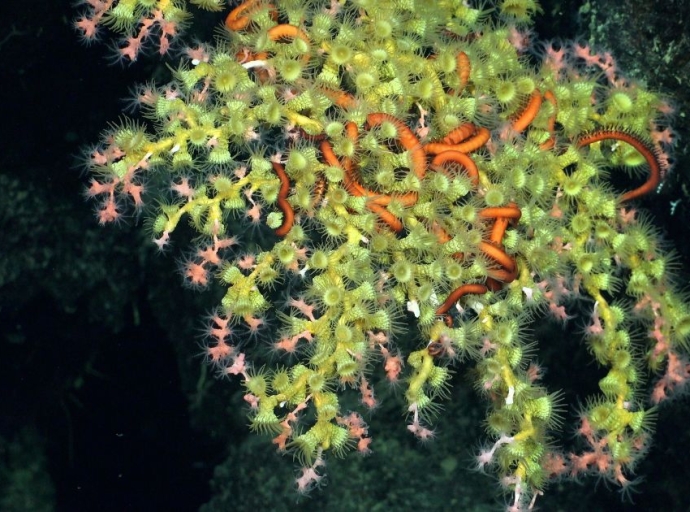 Scientists Discover Healthy Deep-Sea Coral Reef and New Seamounts in the Galápagos