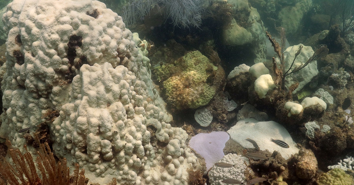 New Report Reveals Marine Heatwaves Severely Impacting Corals