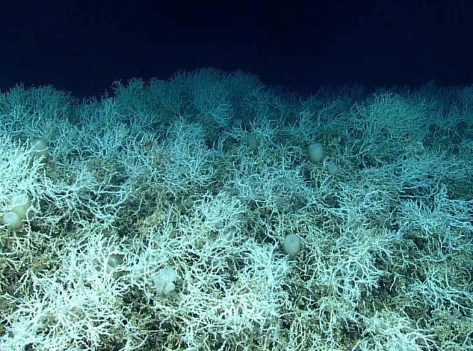 Multi-Partner Mapping Effort Reveals Largest Known Deep-Sea Coral Reef Habitat