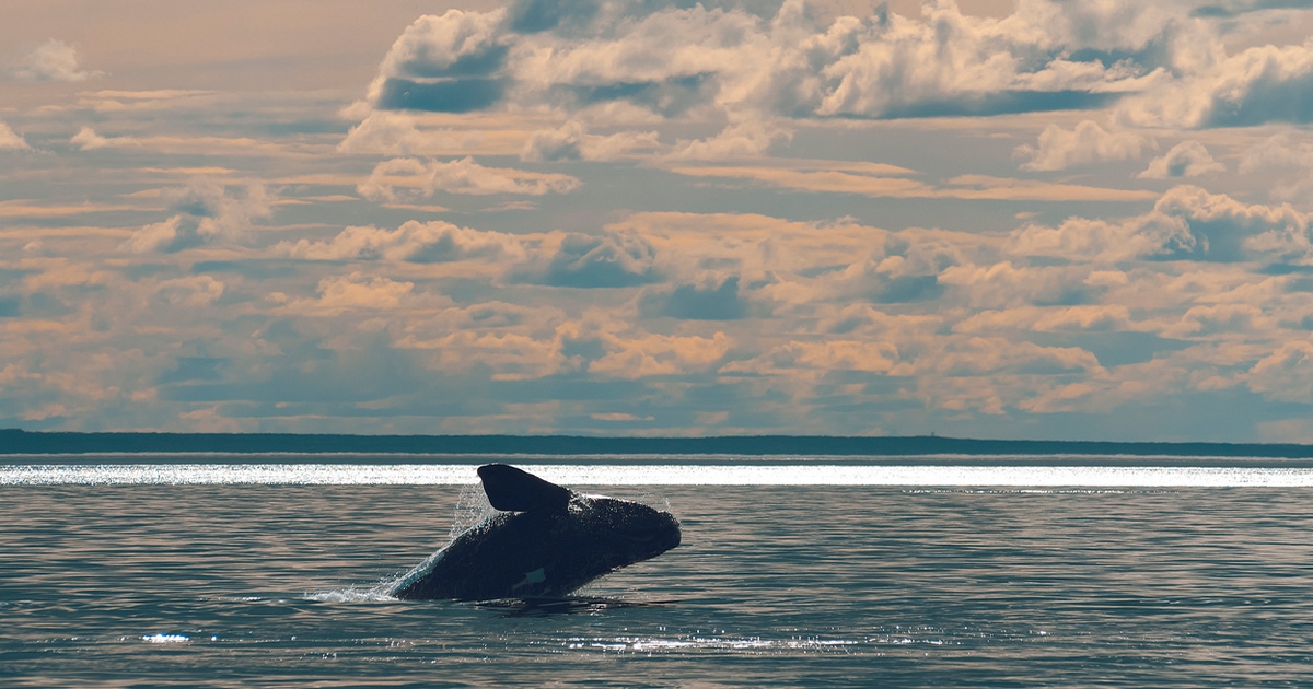 BOEM and NOAA Announce Final North Atlantic Right Whale and Offshore Wind Strategy