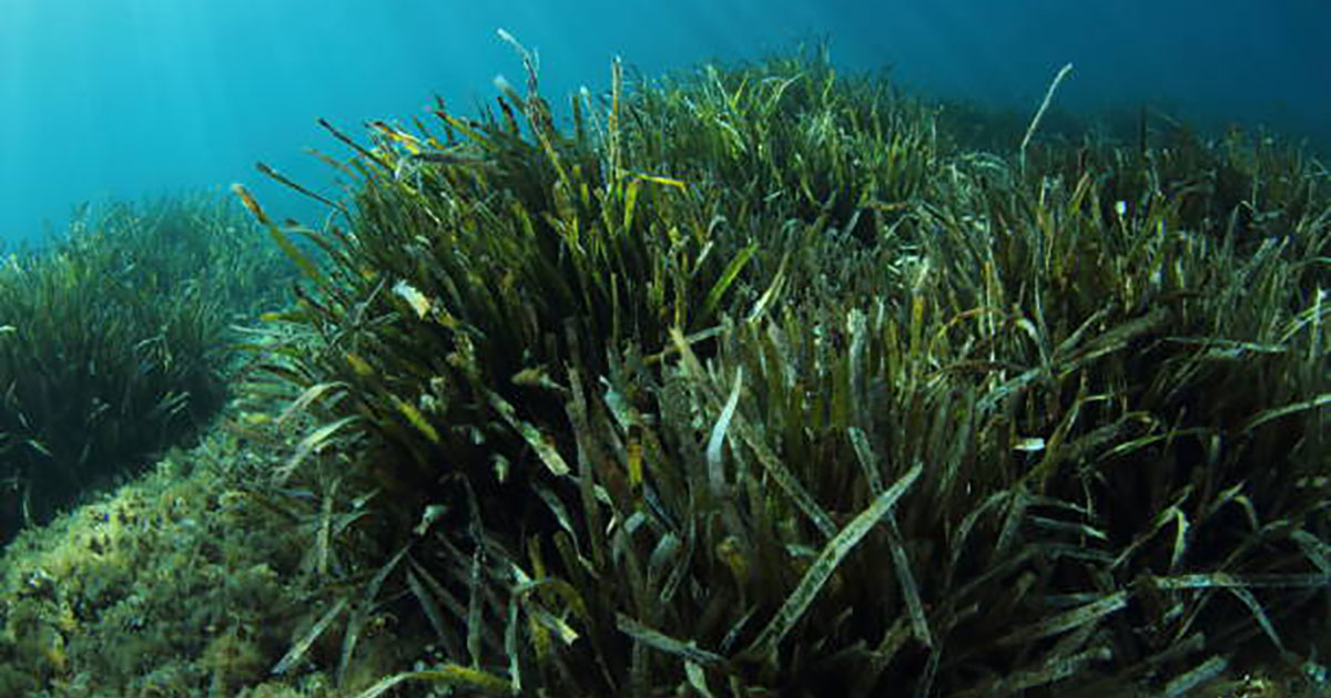 Fugro Maps Seagrass Around Italy in a Groundbreaking Ecosystem Restoration Project