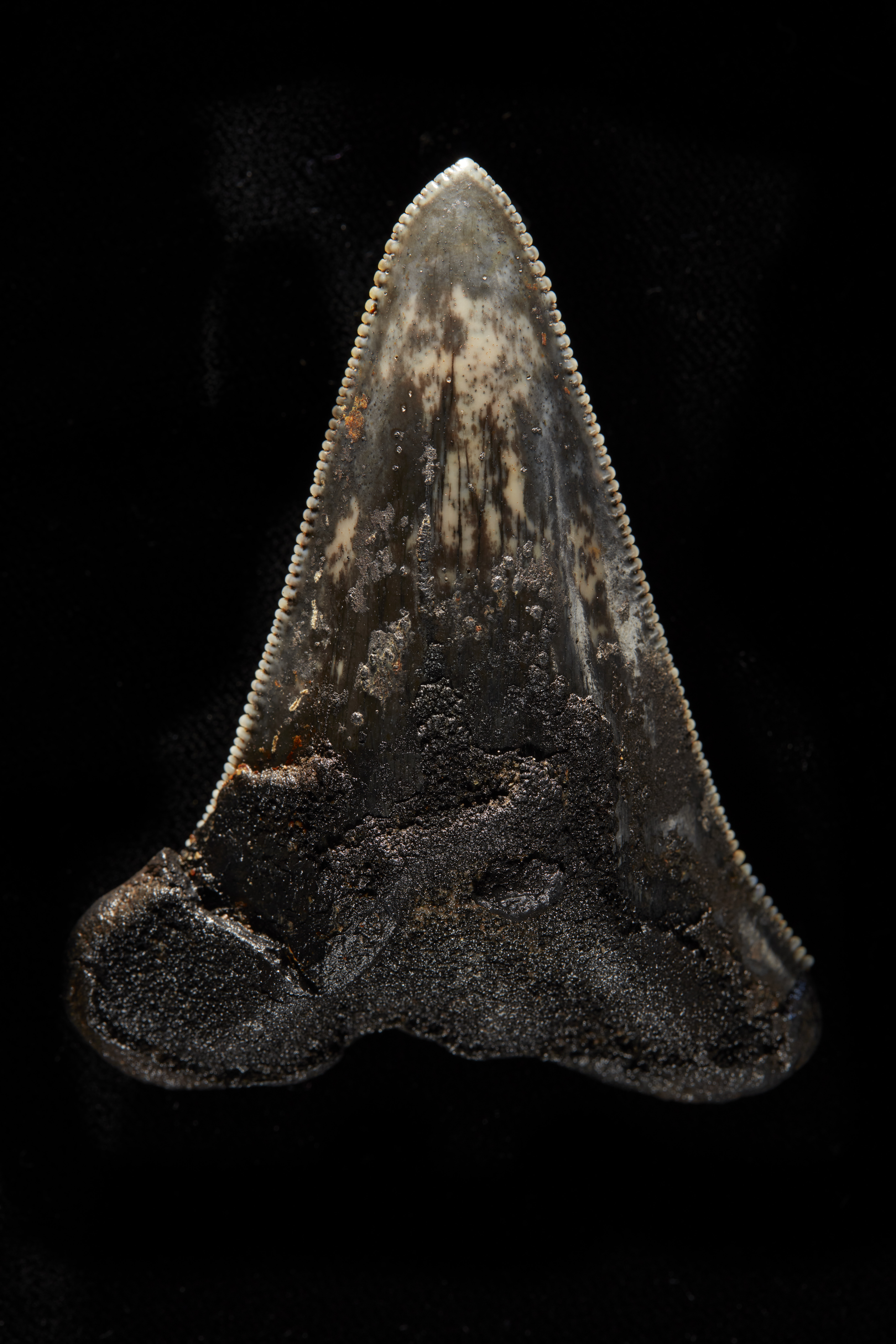 4 Tooth from megalodon ancestor collected from seafloor Credit Museums Victoria Ben Healley