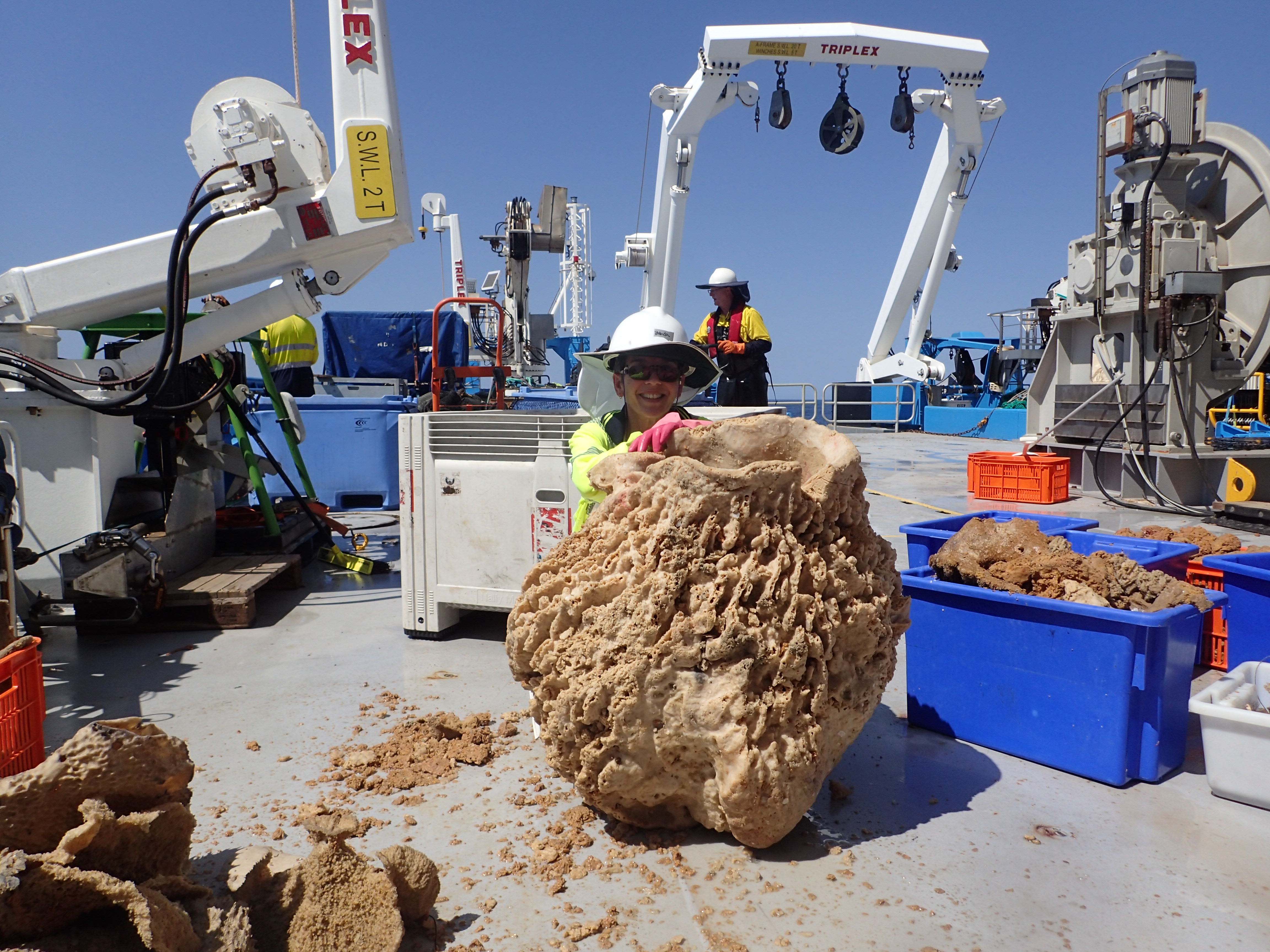 3 Cup sponge weighing 50 kg collected off WA North West Shelf CSIRO Tracee Nguyen