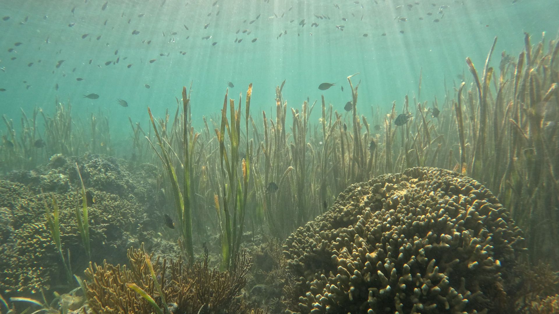 3 Seagrass ecosystems 