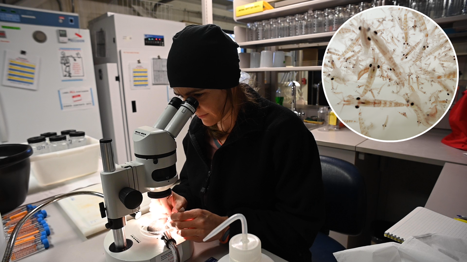 2 Dr. Bernard looking at a sample of Antarctic krill 