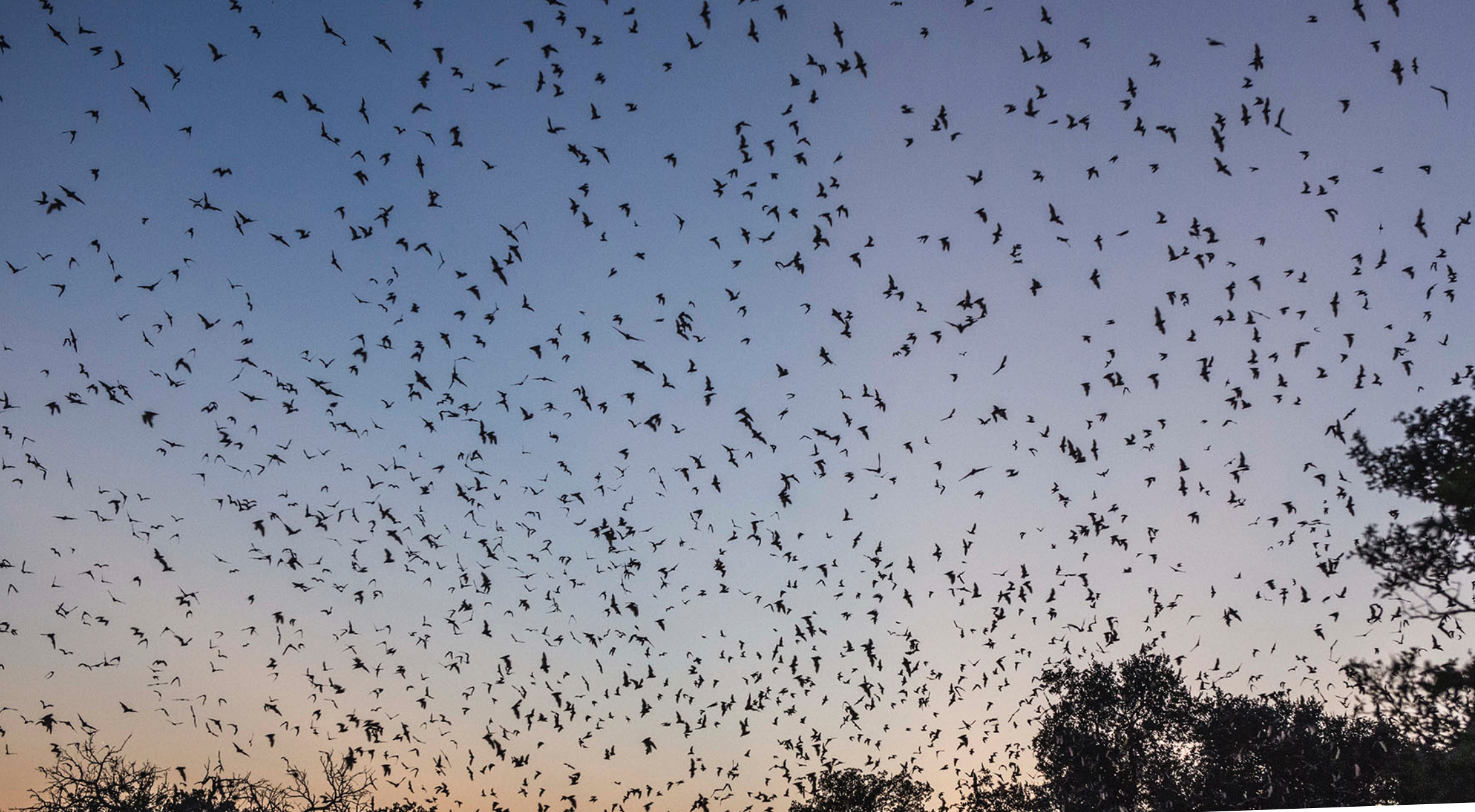 2 Mexican free tailed bats 