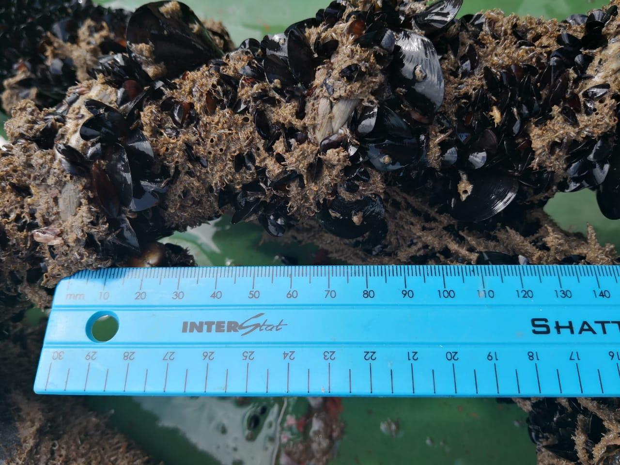 3 Biofouling identification