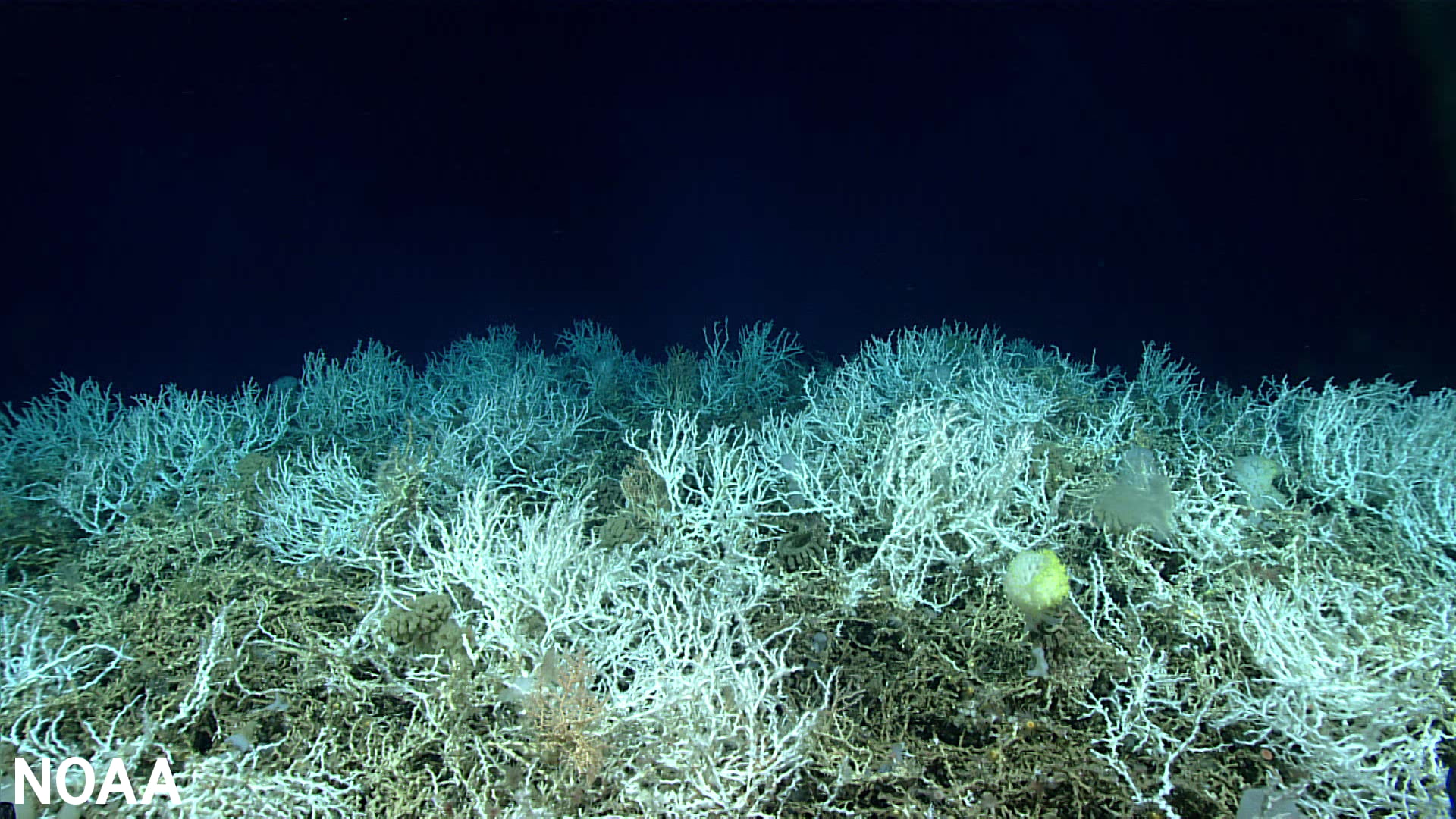2 Coral mounds NOAA Ocean Exploration 2019 Window to the Deep