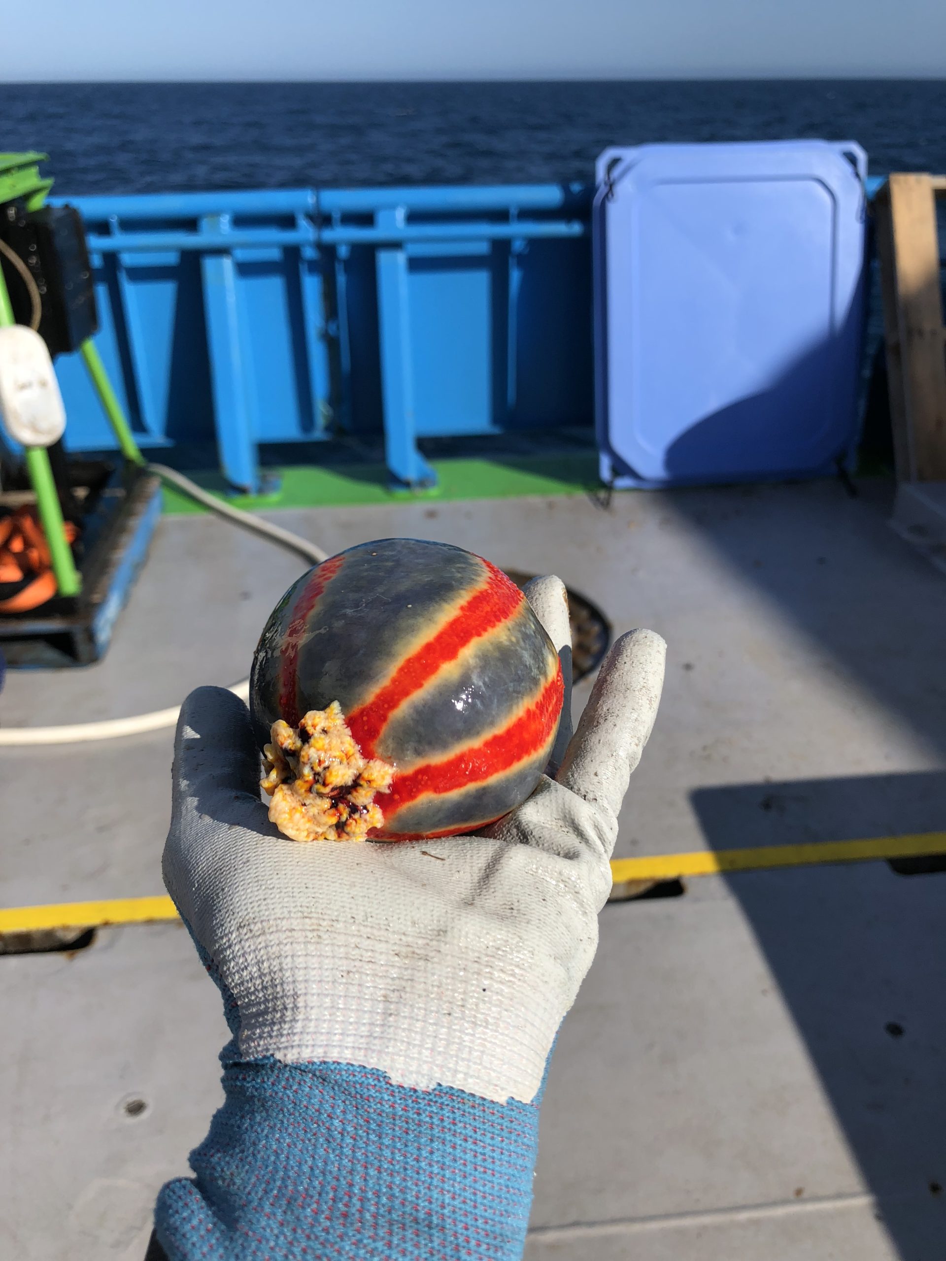 4 Christmas bauble sea cucumber collected off WA North West Shelf CSIRO Tracee Nguyen