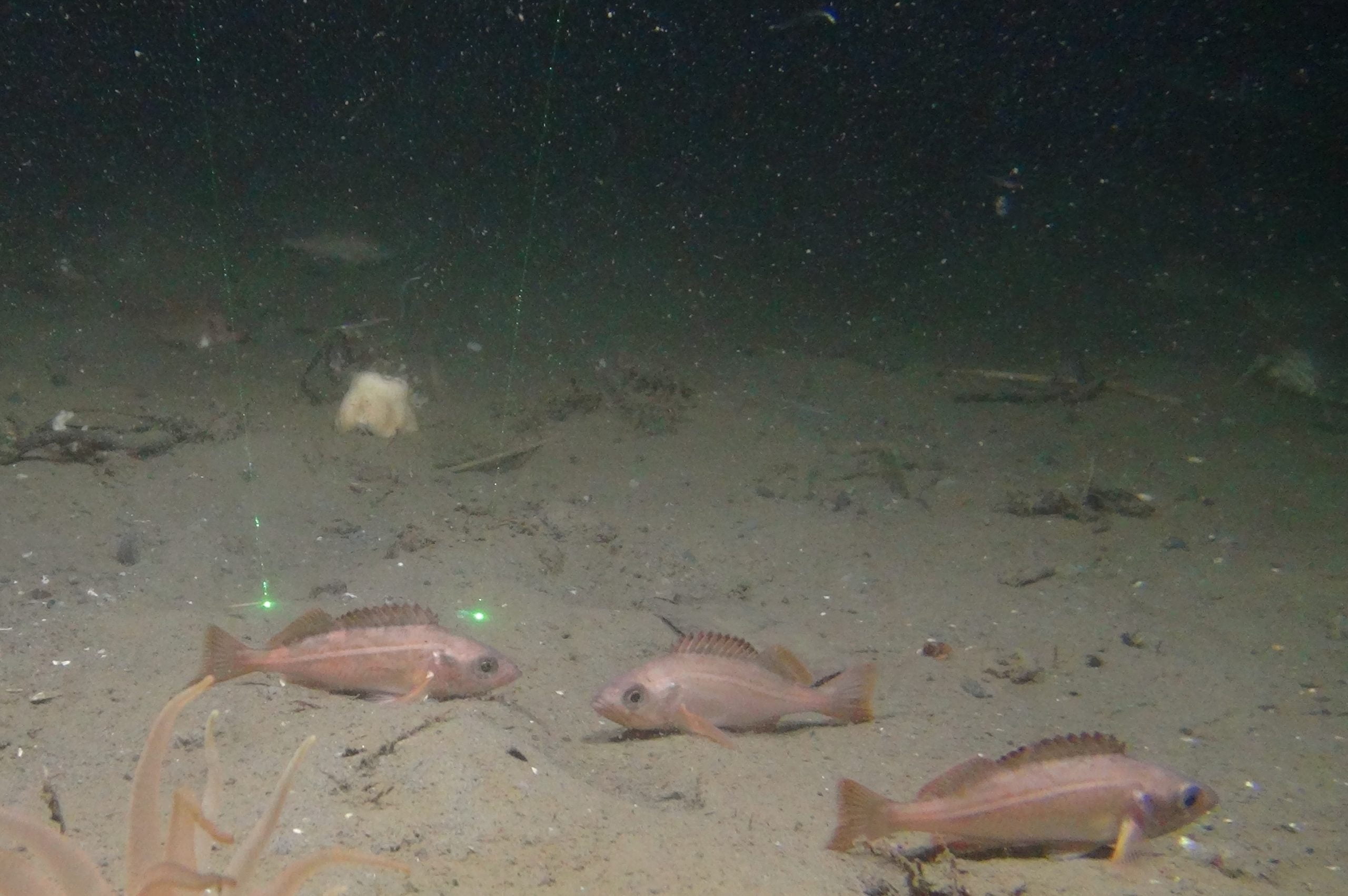 2 High definition stereo camera and paired lasers are used to assess individual fish size and the density of fish in a measured field of view. 