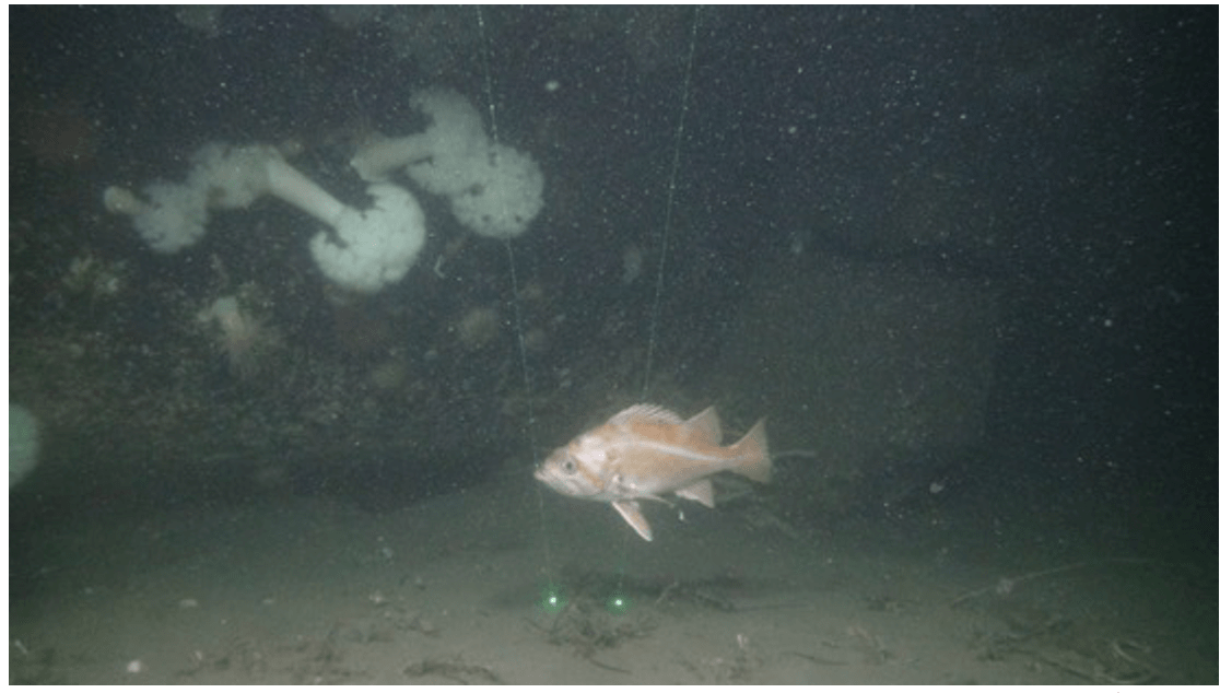3 The lasers are spaced at 10cm and are used primarily to calculate the width of our survey transects but also to give us some indication of fish size. 