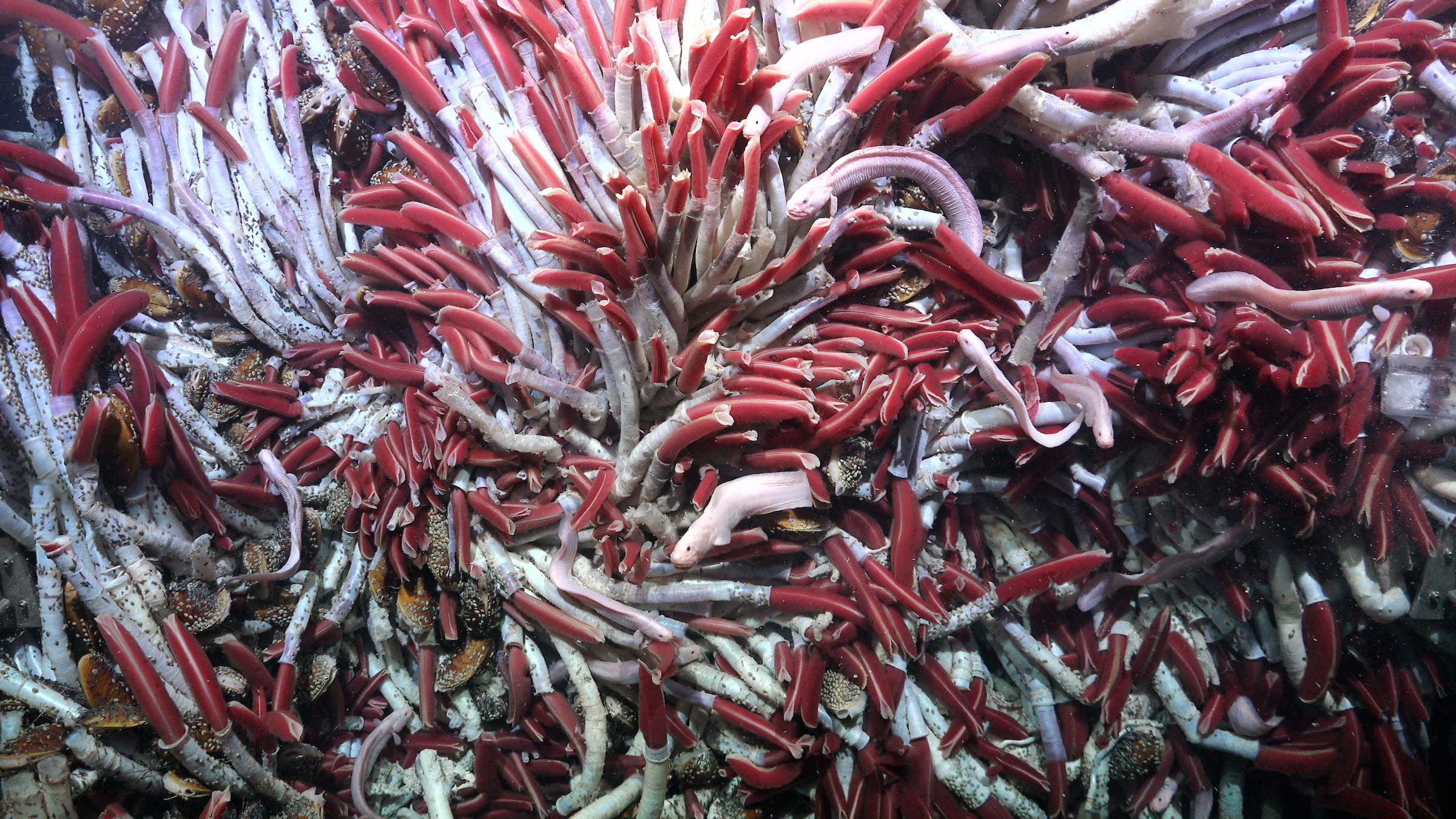 3 Tube worms