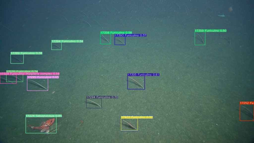 4 MBARI machine learning detections V4277 04 1150 1024x576