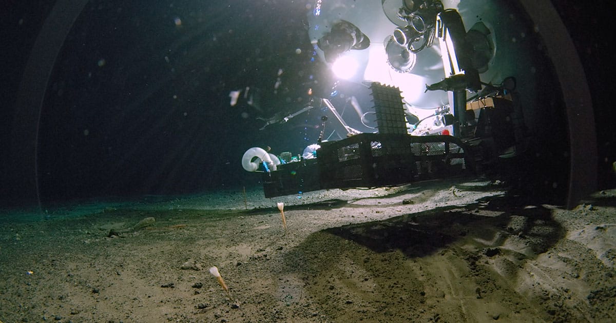 Japan’s Deep Ocean Reveals Dozens of New Species from Landmark Expedition in 2025">