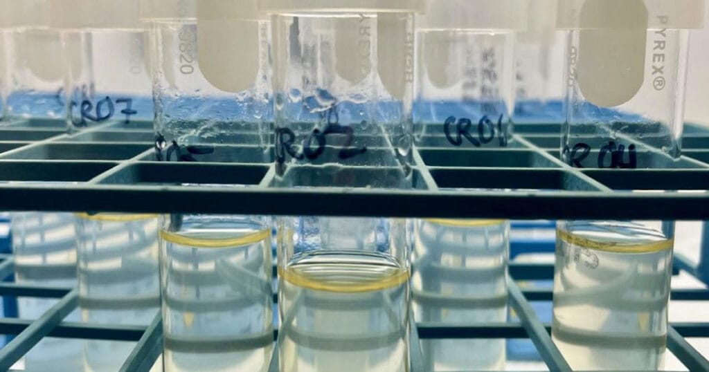 Researchers studied six phytoplankton species representing major groups of marine phytoplankton under controlled conditions.