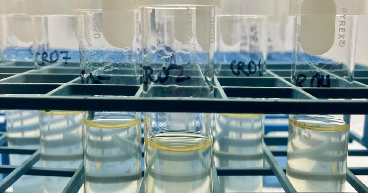 Researchers studied six phytoplankton species representing major groups of marine phytoplankton under controlled conditions.