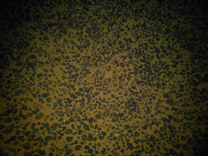 Presumed polymetallic nodules on the seafloor off American Samoa at a depth of 5,498 meters (3.42 miles) prior to the collection of a box core.