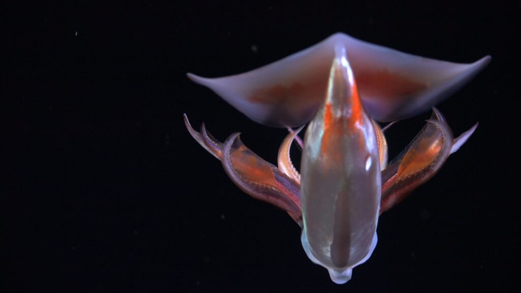 A squid documented by ROV SuBastian at 500 meters depth in the Southern Atlantic Ocean. During the “Animals as Living Bioreactors” expedition, researchers studied various marine species participating in diel vertical migration, where organisms ascend from the depths nightly to feed, then retreat to deeper waters at dawn to avoid predators. 