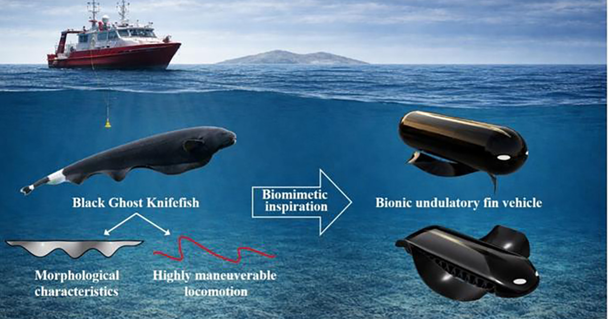 The black ghost knifefish (top) uses its elongated anal fin to generate traveling waves for highly maneuverable swimming. The bio-inspired undulating fin model (bottom) mimics this propulsion mechanism to enhance underwater robot performance. (Image credit: Ze-Jun Liang et al., Ocean, 2026)