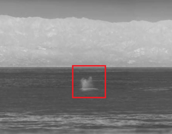 A screenshot from the Marine Observer detection system. The red box highlights an automatic detection of a whale