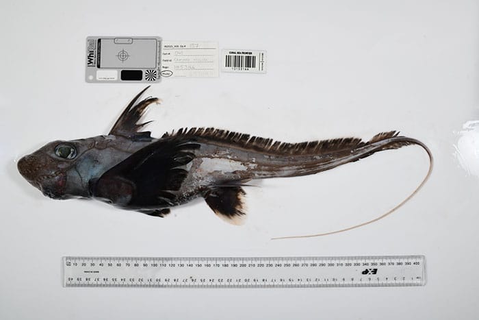 The ‘Ghost Shark’ Chimaera. 