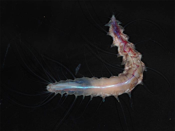 ‘Life in a Glass Castle’ Symbiotic Worm. 