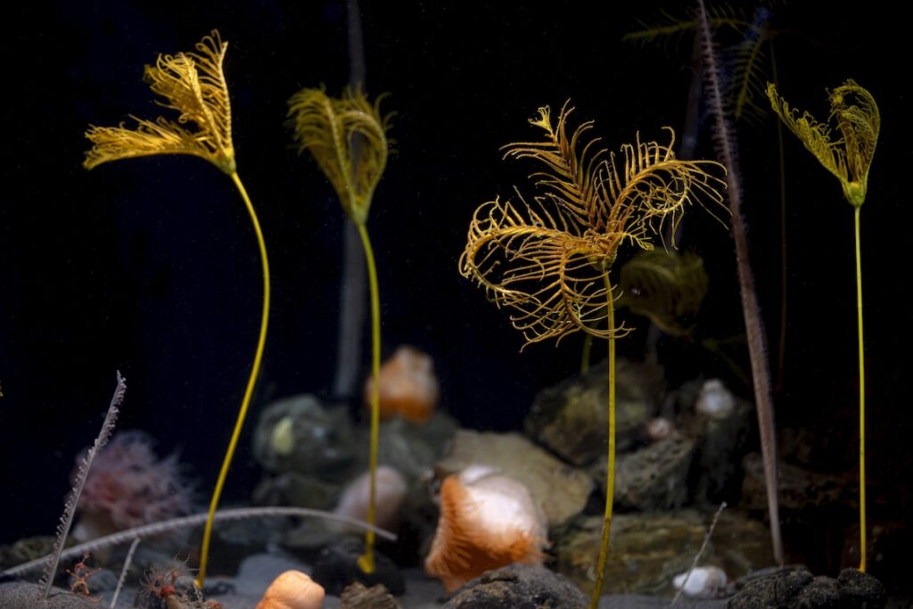 The sea lily Parahyocrinus claguei was first discovered with MBARI technology and described as a new species by MBARI collaborators in 2017. This living fossil was recently exhibited for the first time anywhere in the world at the Monterey Bay Aquarium.