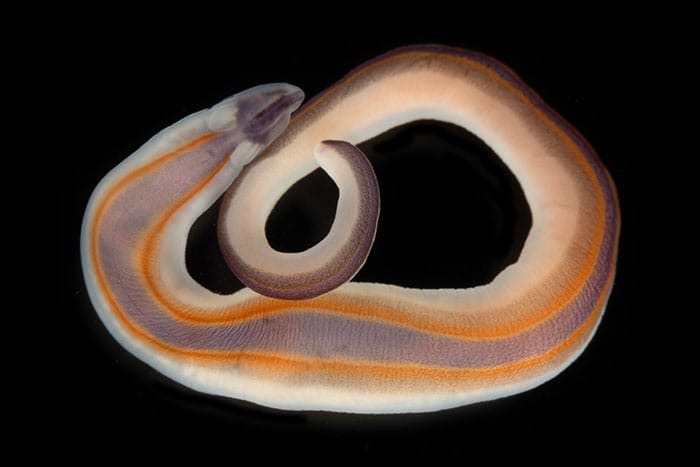 Ribbon Worm. 