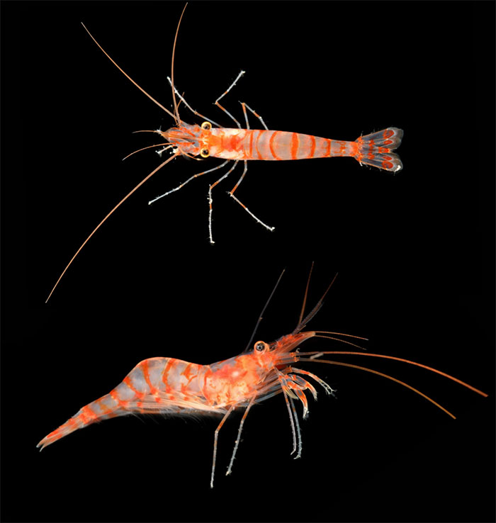 Mediterranean Shrimp. 