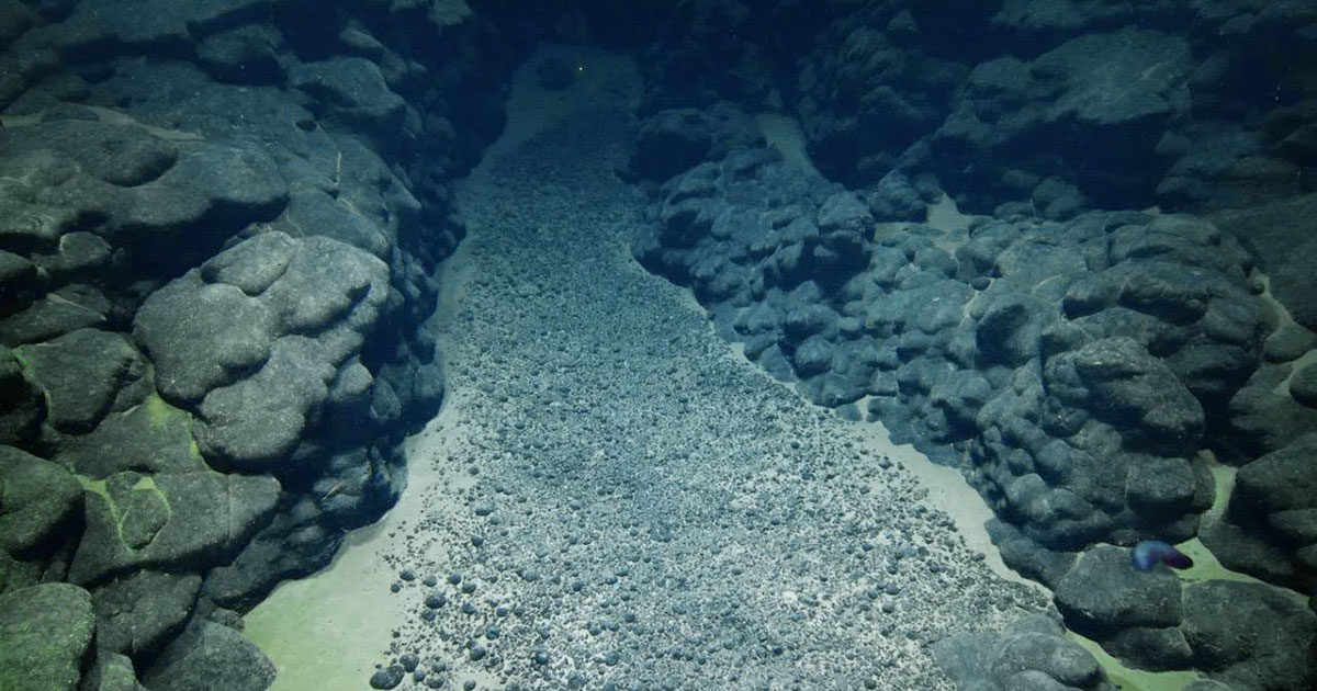 During the 2025 Deep-sea Habitats of the Cook Islands expedition on Exploration Vessel Nautilus the team surveyed various seascapes to better understand seabed environments, and natural and mineral resources in the region. In this image, polymetallic nodules rest on sediment accumulated in a depression between rounded pillows and extended lobate lava flows, which are evidence of ancient volcanoes.