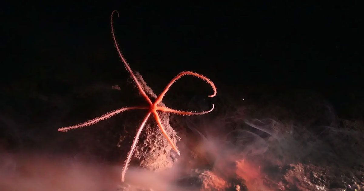 Seastar on a polymetallic nodule.