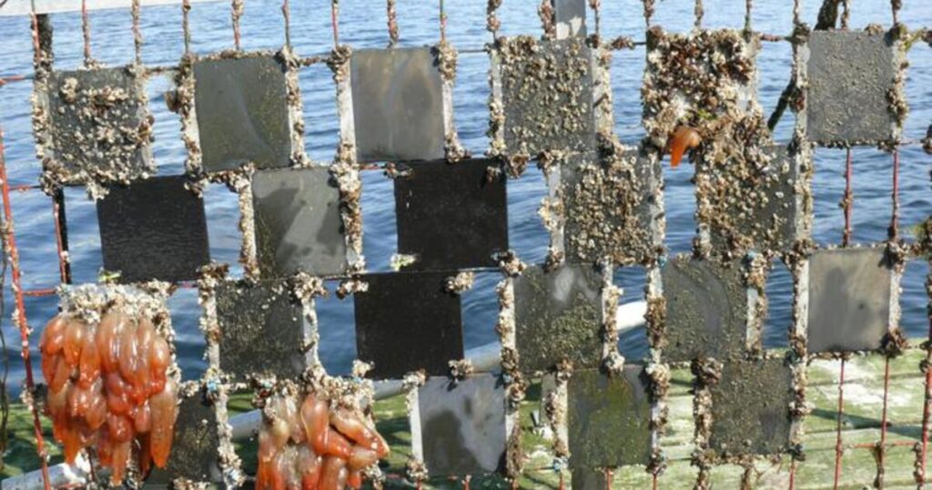 The pictures show the panels covered with various degrees of algae, barnacles, and other marine organisms that had grown on them over the six month-period. Control panels were also used to see normal levels of growth when no paint was applied—these show the most growth.