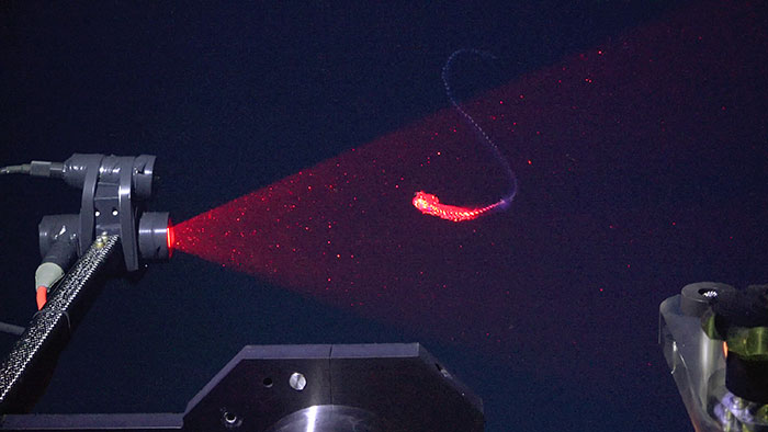 A siphonophore—a colonial marine invertebrate related to the venomous stinging Portuguese Man-o-war—is scanned using Deep Particle Image Velocimetry (DeepPIV) at a depth of 350 meters. 