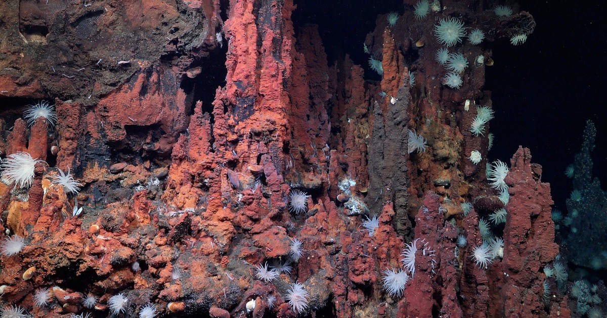 Two new hydrothermal vent fields have been discovered in one of the least explored areas of the Atlantic Ocean, the Doldrums Megatransform and Fracture Zone. This large, tectonically active system cuts across the Mid-Atlantic Ridge, which forms the world’s longest mountain chain. These types of vent fields are rare because of their hybrid “plumbing” systems, featuring typical volcanic venting alongside serpentinization, a chemical reaction that occurs when rocks from the Earth’s mantle are exposed to seawater. (Image credit: Schmidt Ocean Institute)