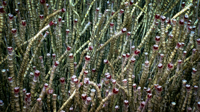Fields of tubeworms (Lamellibranchia sp.) dominated Dive 04 of the Seascape Alaska 3 expedition. Given their abundance at the site — a newly discovered cold seep on the Aleutian Arc — a sample was collected to represent the site’s biological context. (Image credit: NOAA Ocean Exploration, Seascape Alaska)