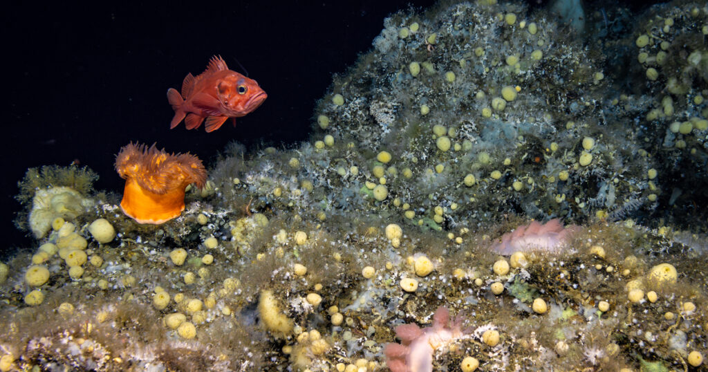A red rockfish swims above an orange anemone on a seafloor covered in small round sponges.