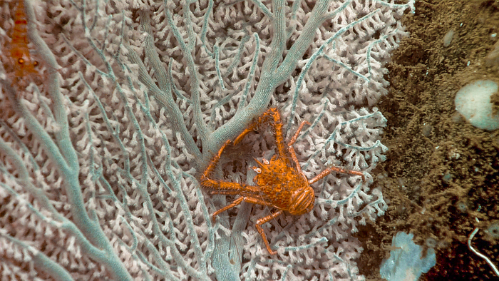 Among the marine species observed and identified during the 2023 Shakedown + EXPRESS West Coast Exploration were this squat lobster (Munidopsis depressa), branched tree coral (Parastenella ramosa), and shrimp (Lebbeus sp.), which were seen in Nitinat Canyon (Dive 08). (Image credit: 2023 Shakedown + EXPRESS West Coast Exploration)