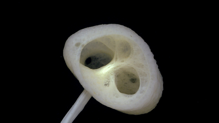 By sharing the data we collect during our exploration of the deep ocean, NOAA Ocean Exploration opens the door to discovery. This “E.T. sponge” (Advhena magnifica) — one of the World Register of Marine Species’ top-10 remarkable new marine species of 2020 — is just one of the discoveries made based on our data. It was first seen and sampled during expeditions in the Pacific on NOAA Ship Okeanos Explorer in 2016. This individual was observed and documented in 2025 on an unnamed seamount during the Papahānaumokuākea ROV and Mapping expedition (Dive 14). (Image credit: 2025 Beyond the Blue)