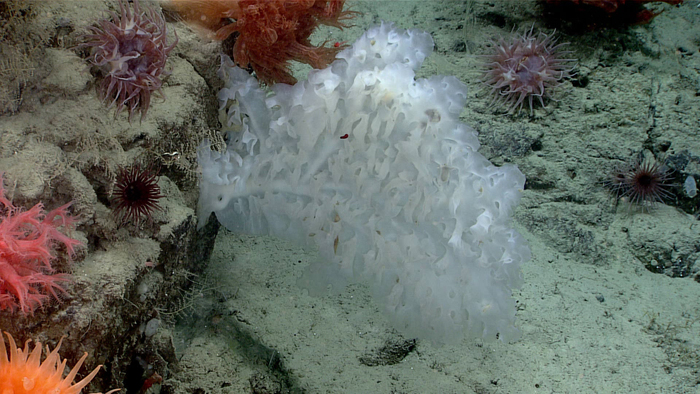 arrea is a genus of rare, deep-ocean glass sponges. Given their rarity, a sample of this individual was taken for research purposes from Middleton Canyon during the Seascape Alaska 5 expedition (Dive 15). (Image credit: NOAA Ocean Exploration, Seascape Alaska)