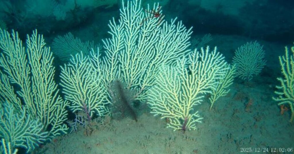 An image of the rediscovered coral reef.