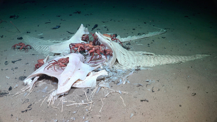 The science team encountered a rare Mobula (manta ray) fall at 1,025 meters; when animals die in the ocean, their bodies often sink to the seafloor, creating a rich food buffet that feeds hundreds of deep-sea species in an often food-scarce environment. (Image credit: Schmidt Ocean Institute)
