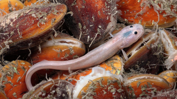 An eelpout (Pachycara caribbaeum) lies on a bed of chemosynthetic mussels (Gigantidas childressi) off the coast of Trinidad and Tobago. Ninety-three percent of Trinidad and Tobago lies below recreational scuba depths, placing its largest ecosystems in the mesophotic zone (between 30 and 199 meters) and the deep ocean. The geological setting of the two islands is ideal for supporting chemosynthetic habitats. (Image credit: Schmidt Ocean Institute)